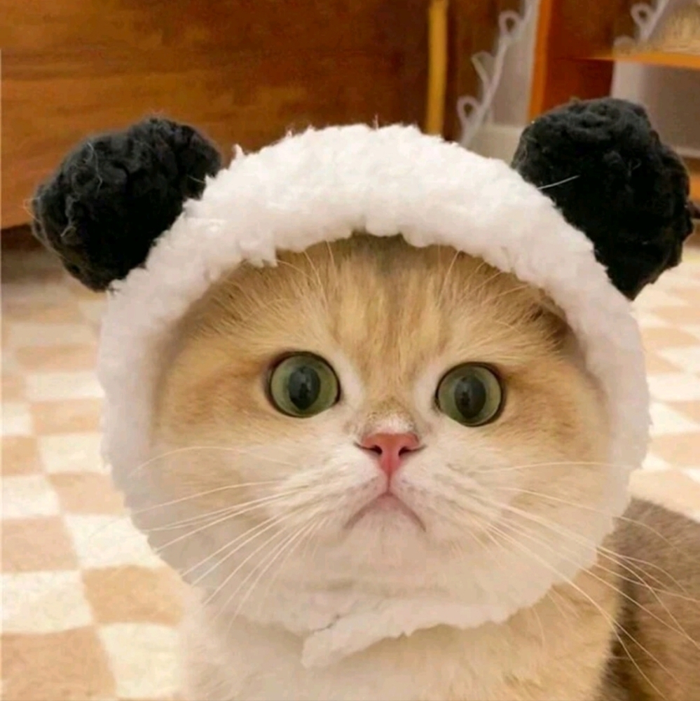 Panda cat cap